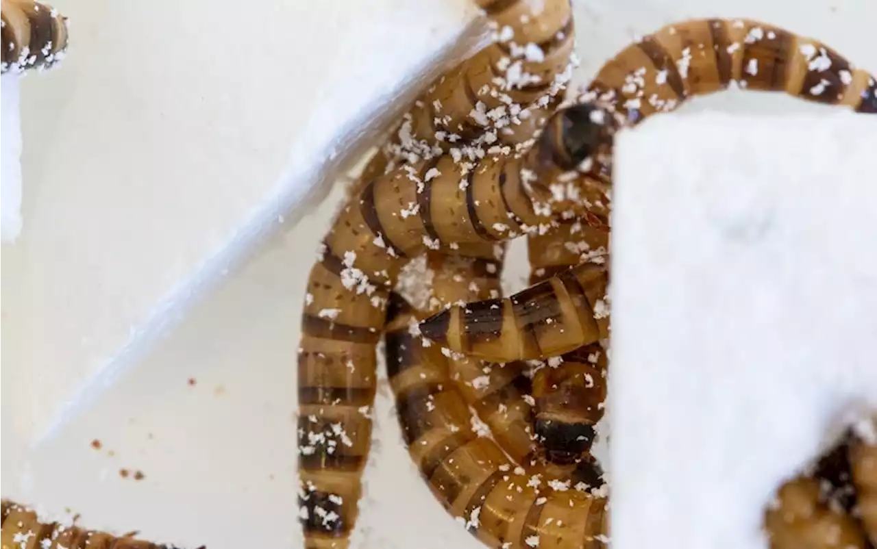 &lsquo;Superworms&rsquo; Eat&mdash;and Survive on&mdash;Polystyrene