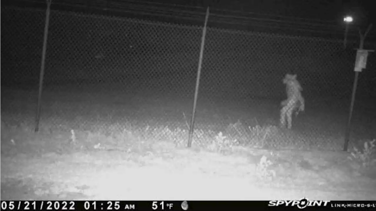 Man or beast? What was caught on Texas zoo surveillance video?