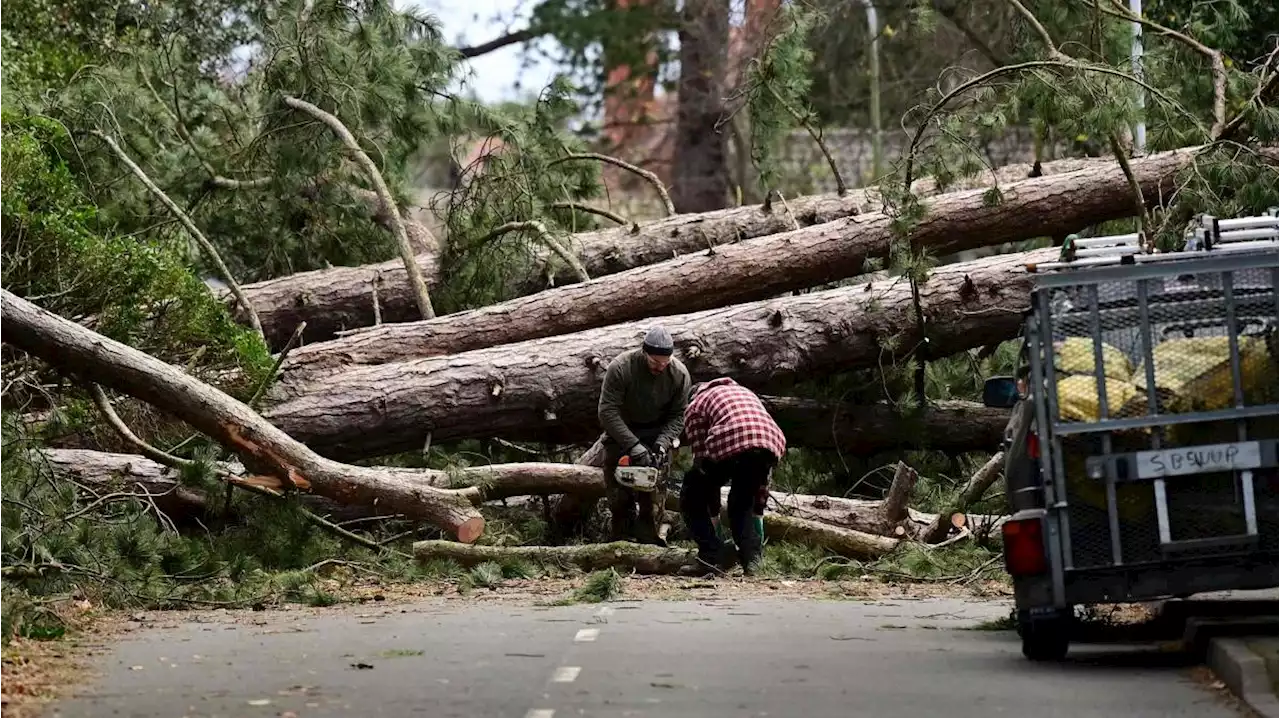 Power firms condemned for failings during Storm Arwen