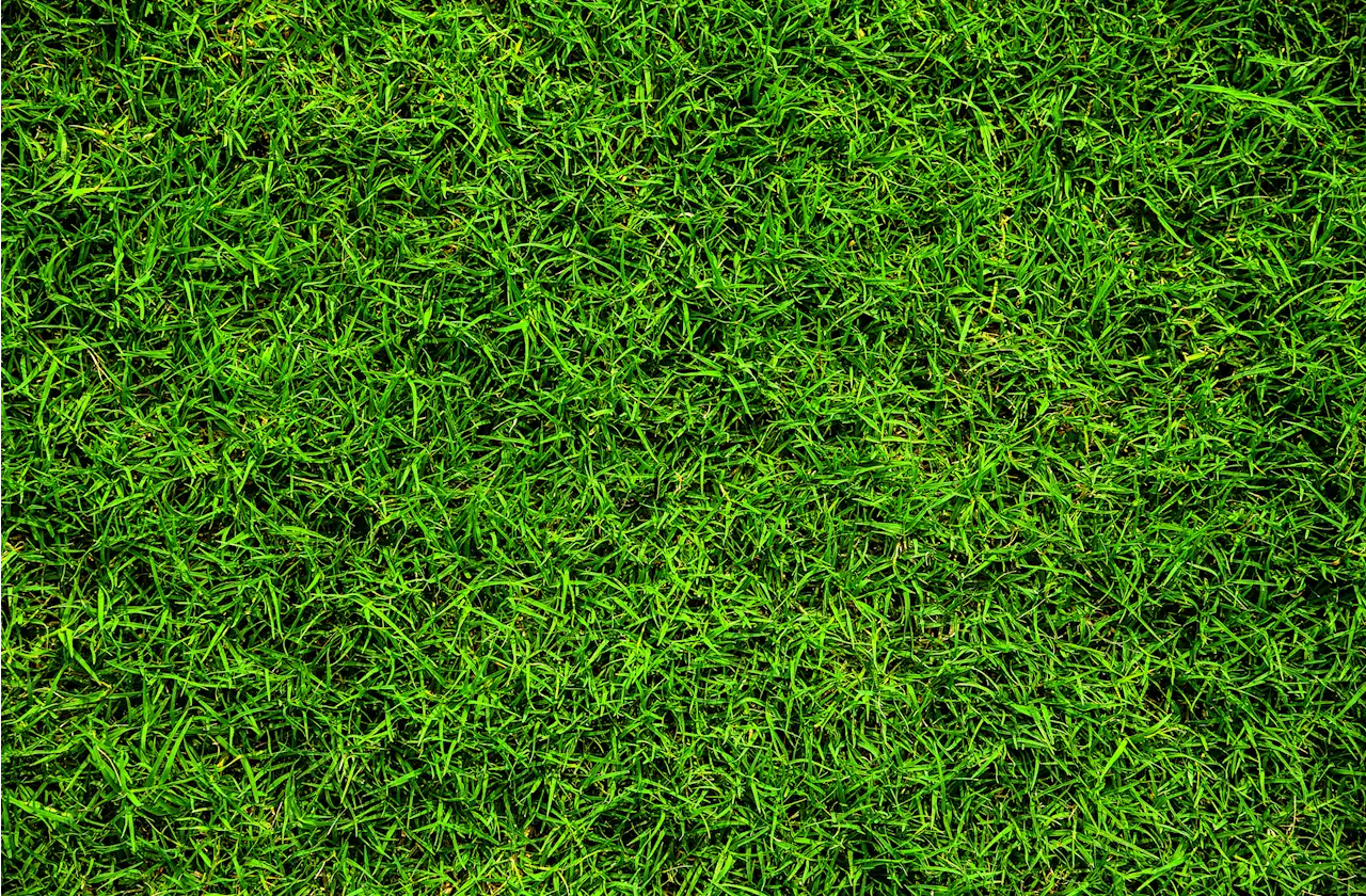 The Unsettled—and Unsettling—Science of Lawn Chemicals