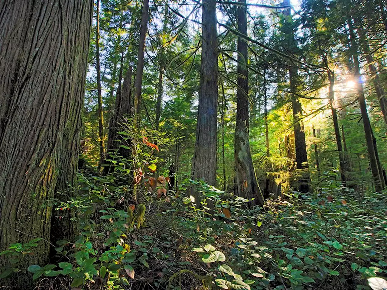 Two arrested at Salisbury Creek logging blockade north of Kaslo