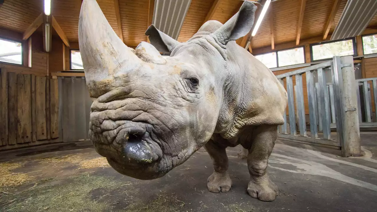 Ältestes Nashorn Europas in Dortmund gestorben