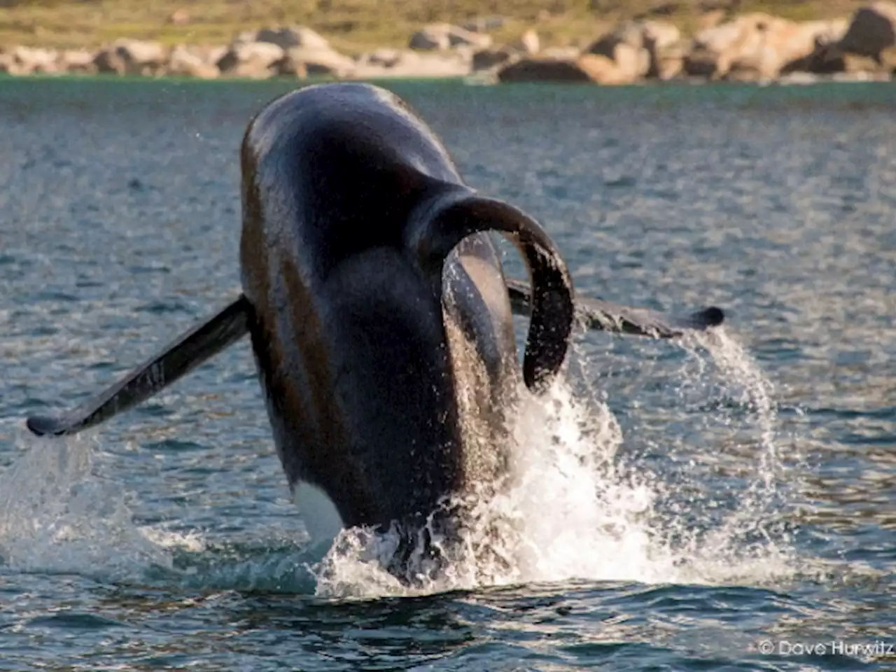 Cape’s Infamous Great White-Killing Orcas Return Amid New Research