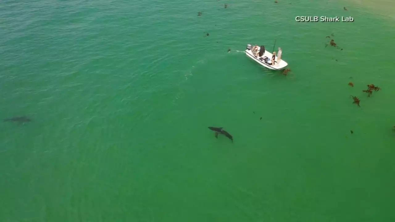 Family member beats shark to free teen girl from its jaws in Florida