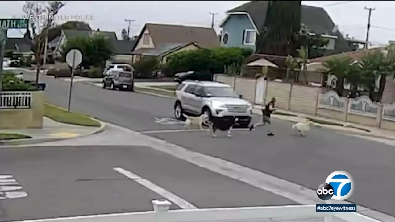 Caught on video: Hit-and-run driver slams into woman walking her dogs in Westminster