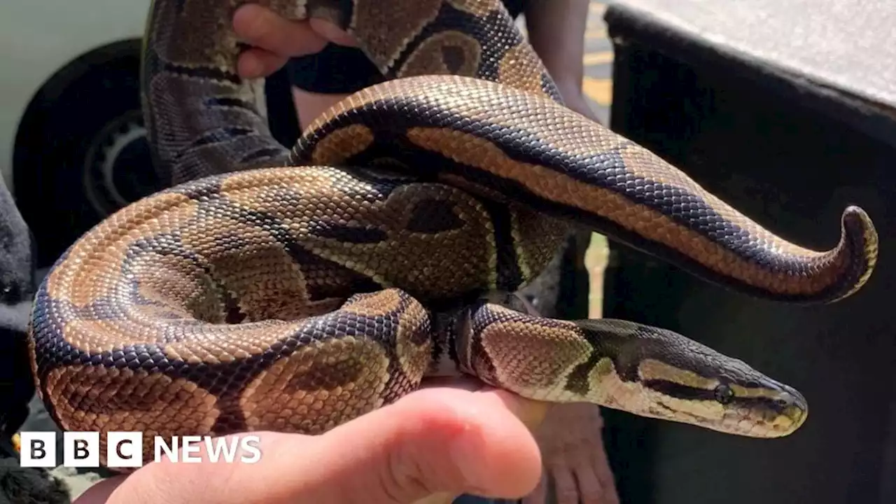 Dumped snakes found in Scarborough bin as electricity prices rise