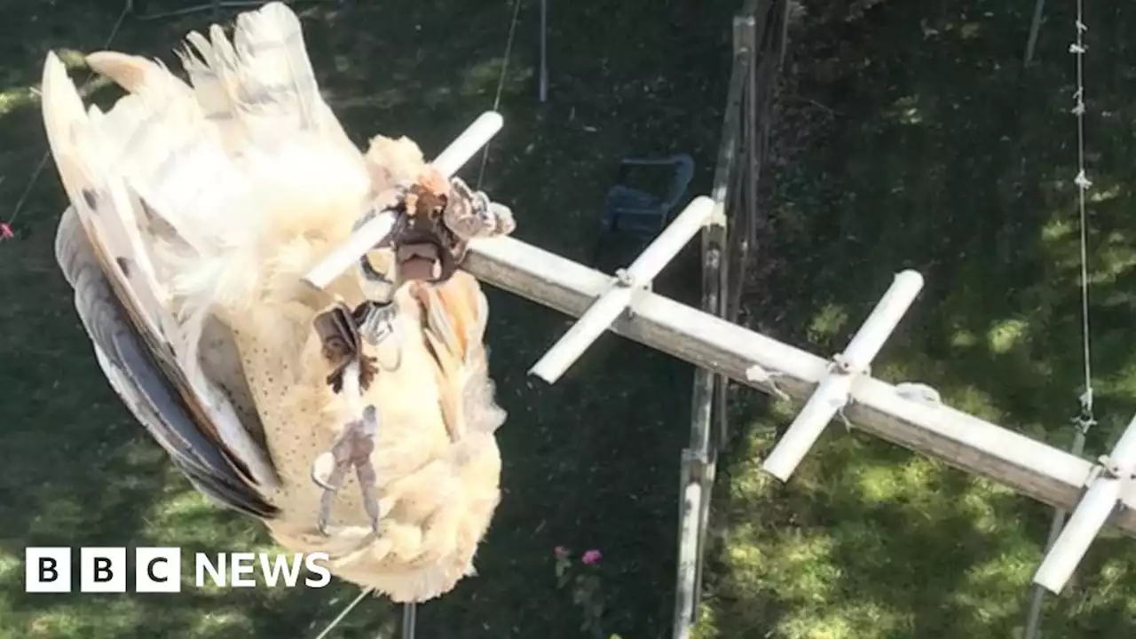 Barn owl rescued from a TV tangle in Stoke-on-Trent