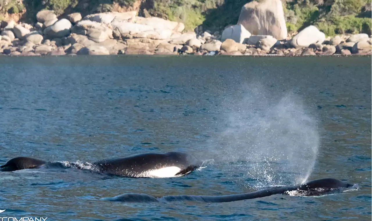 Look! Two Killer whales spotted at False Bay after 'terrorising the shark population'