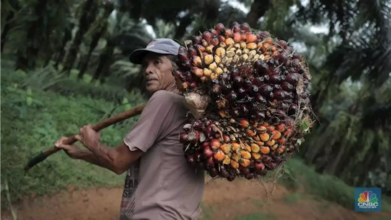 Bos Sawit Perhatian! Harga CPO Hari Ini Anjlok Hampir 3%