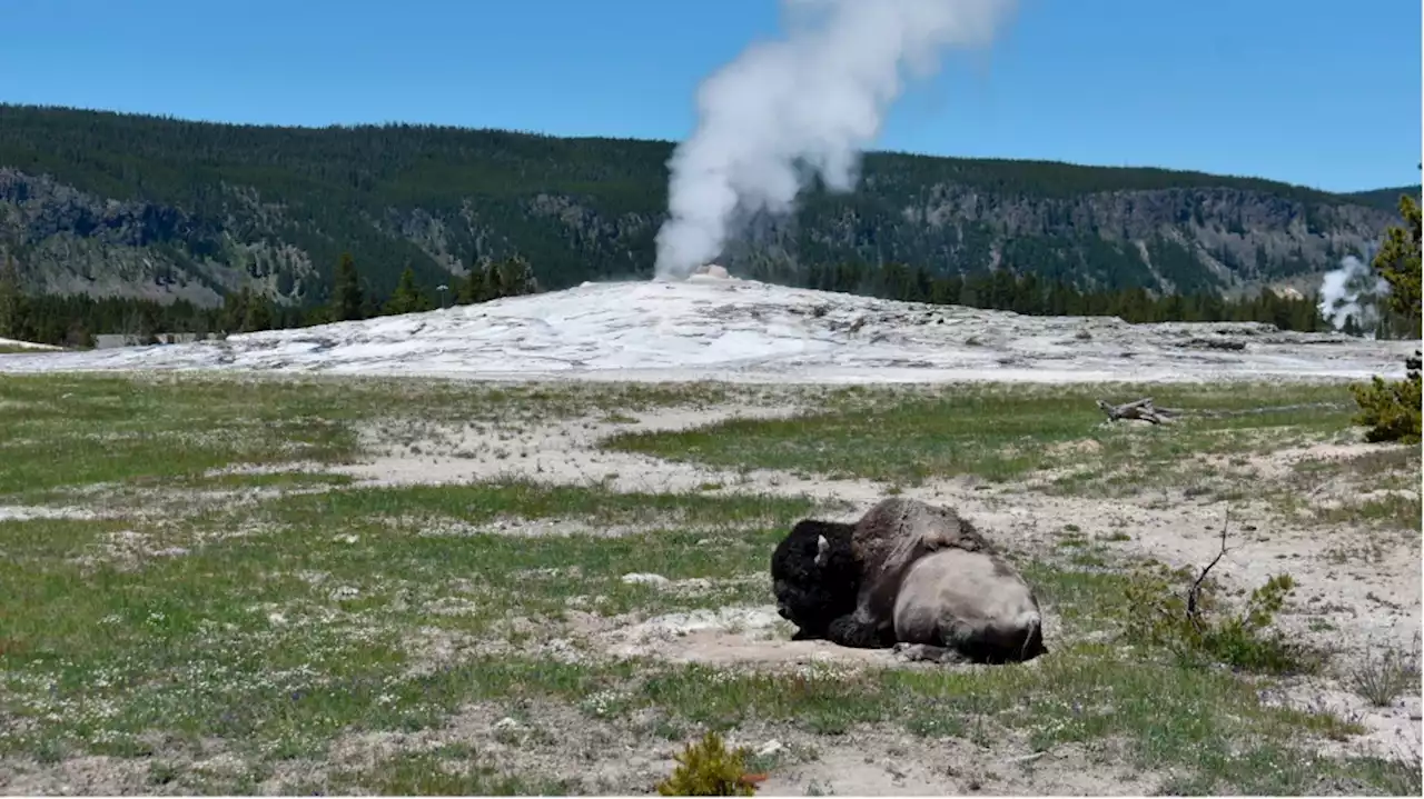 Second visitor in 3 days gored by Yellowstone park bison