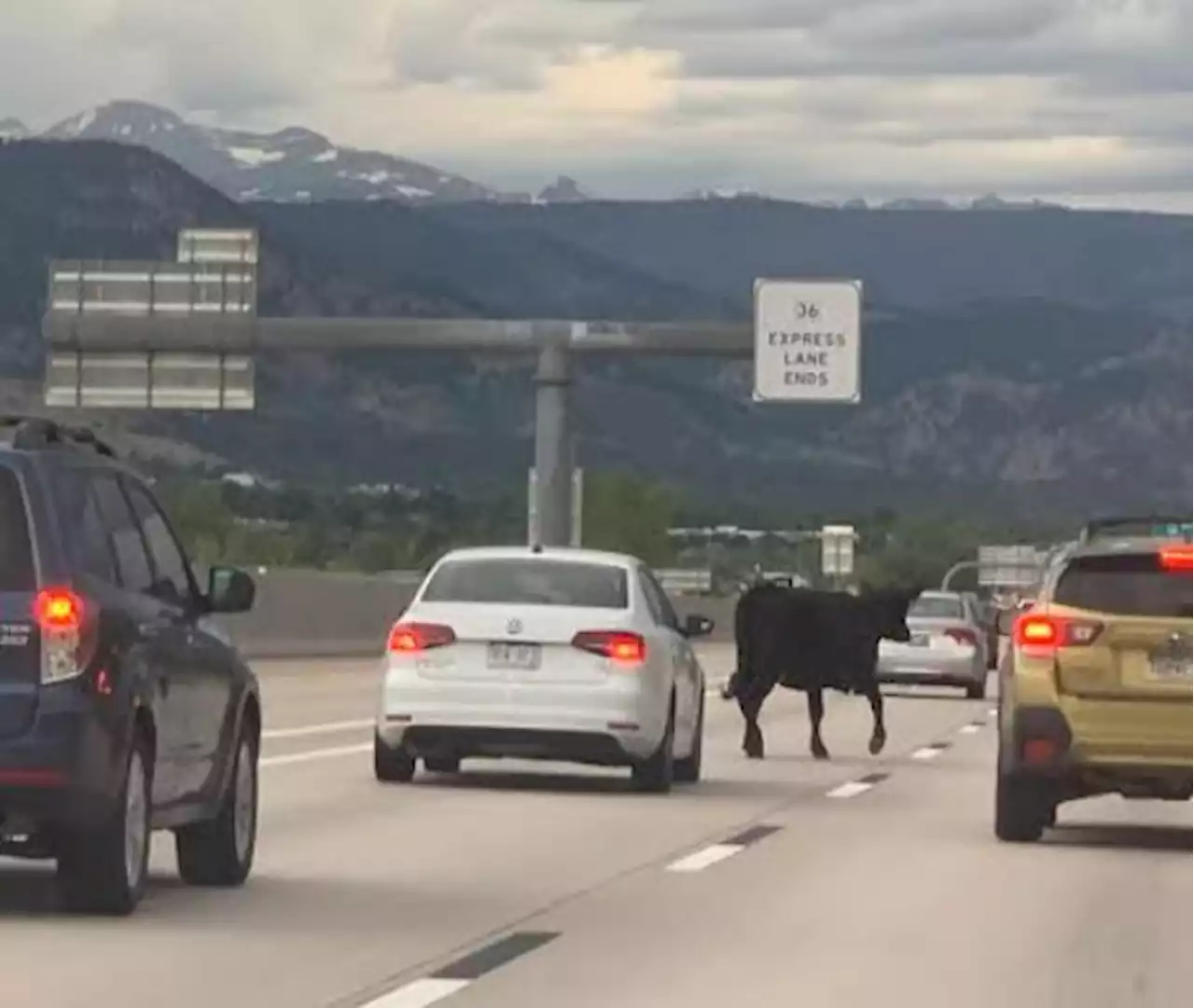 Cow tries to cross U.S. 36 outside Boulder looking for calf