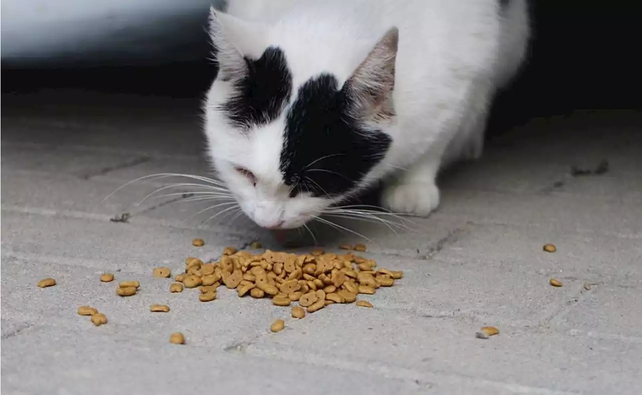 Las marcas de comida para gato: caras y sin la carne que sale en la foto