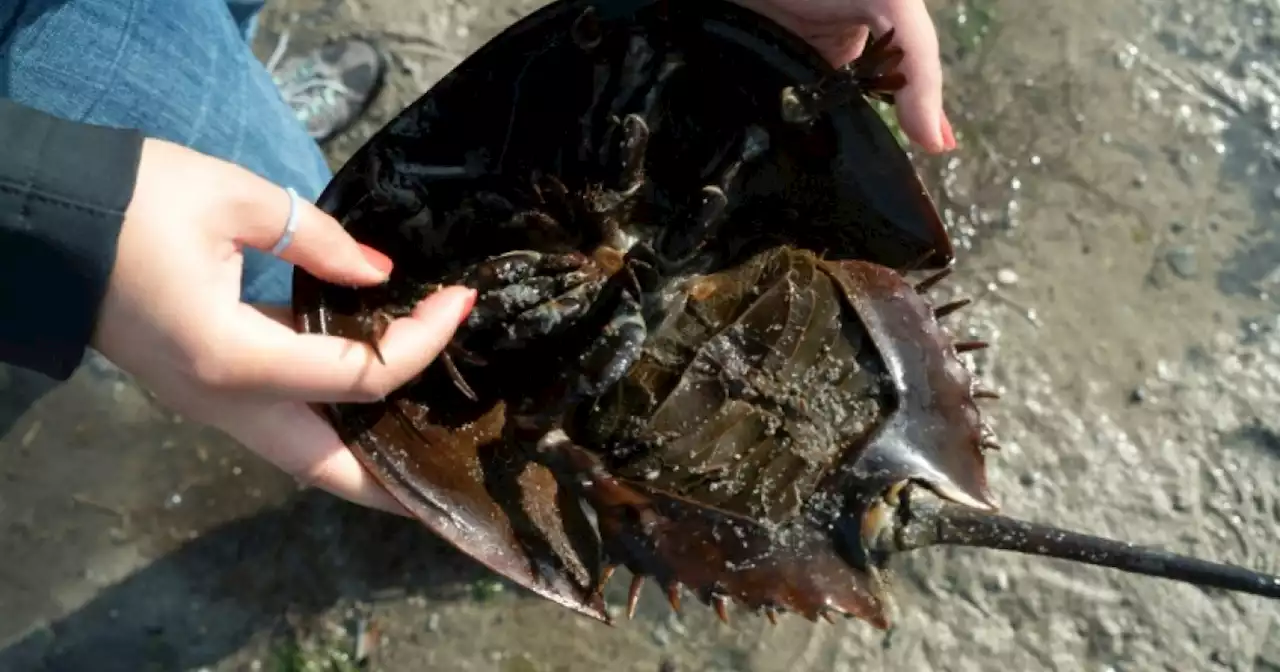 Horseshoe crabs: 'Living fossils' vital for vaccine safety