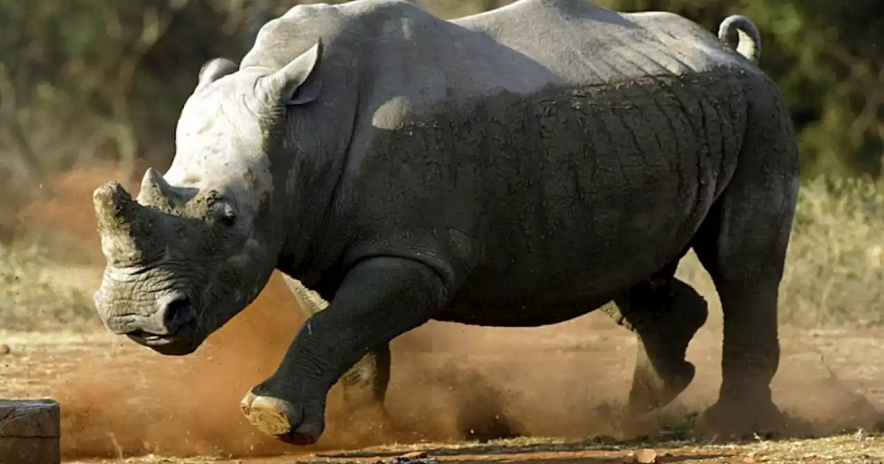 White rhinos return to Mozambique park after 40 years