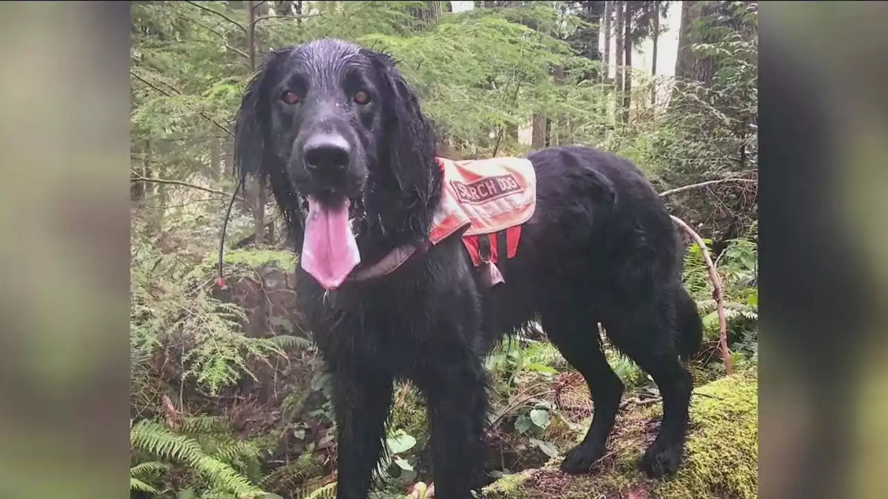 King County rescue dog Lincoln keeps saving lives following nomination for 'Hero Dog of the Year Award'