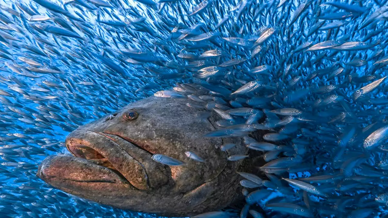 12 Award-Winning Nature Photos to Remind You That Outside Exists