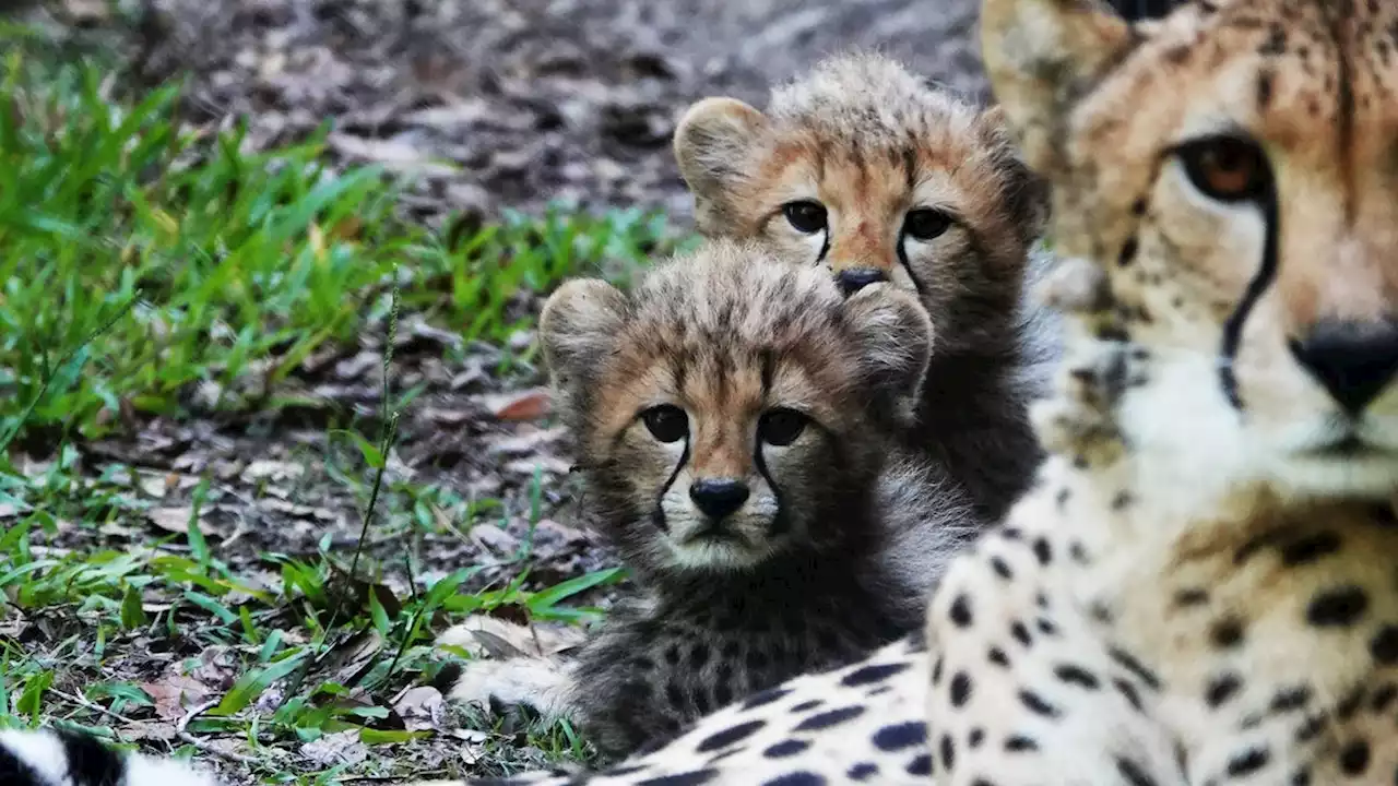 Cheetah cubs Azula and Zuko born at White Oak Conservation wildlife refuge