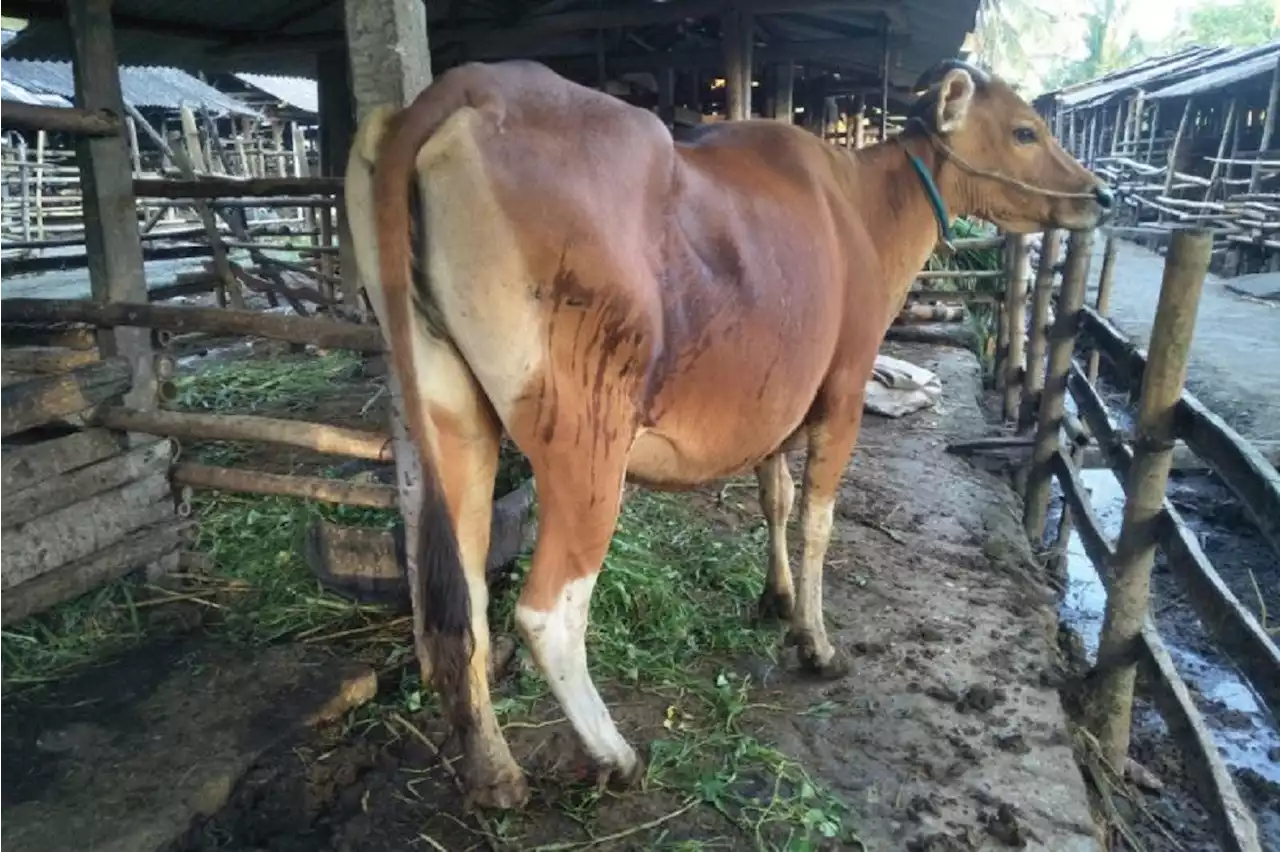 Iduladha: Mataram Butuh 1.000 Sapi Kurban tetapi Stok Hanya 150, nah loh