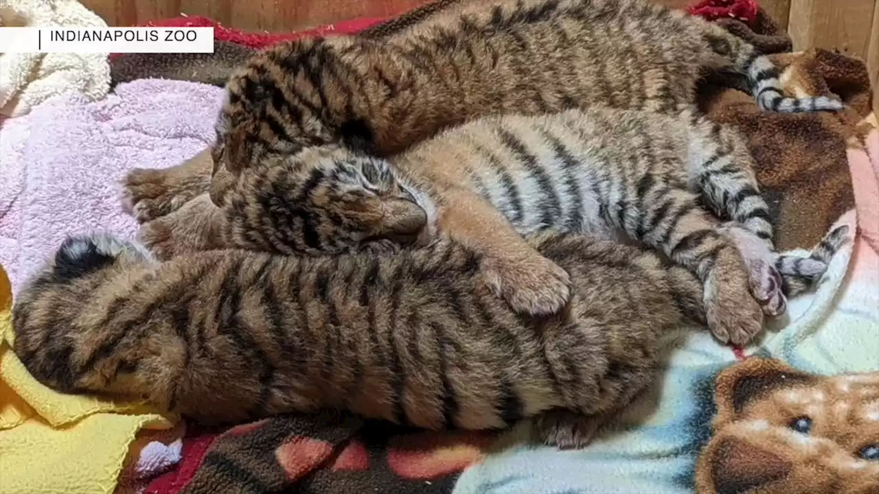 Indianapolis Zoo celebrates birth of three tiger cubs