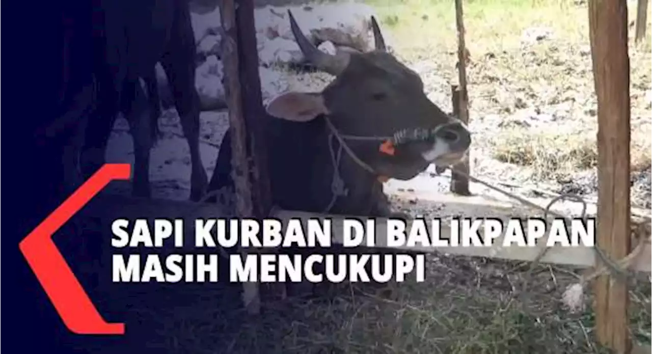 DP3 Sayangkan Banyak Pedagang Sapi Belum Kantongi Surat Izin