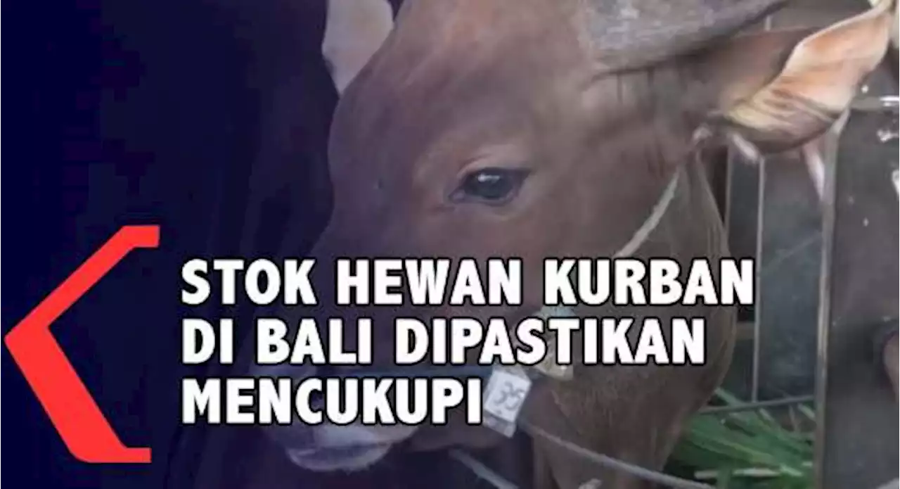 Stok Hewan Kurban Di Bali Dipastikan Mencukupi