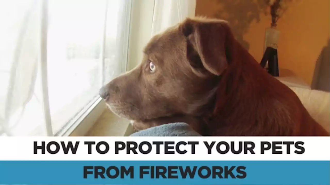 Keep your pets safe during July 4th fireworks, events with these tips