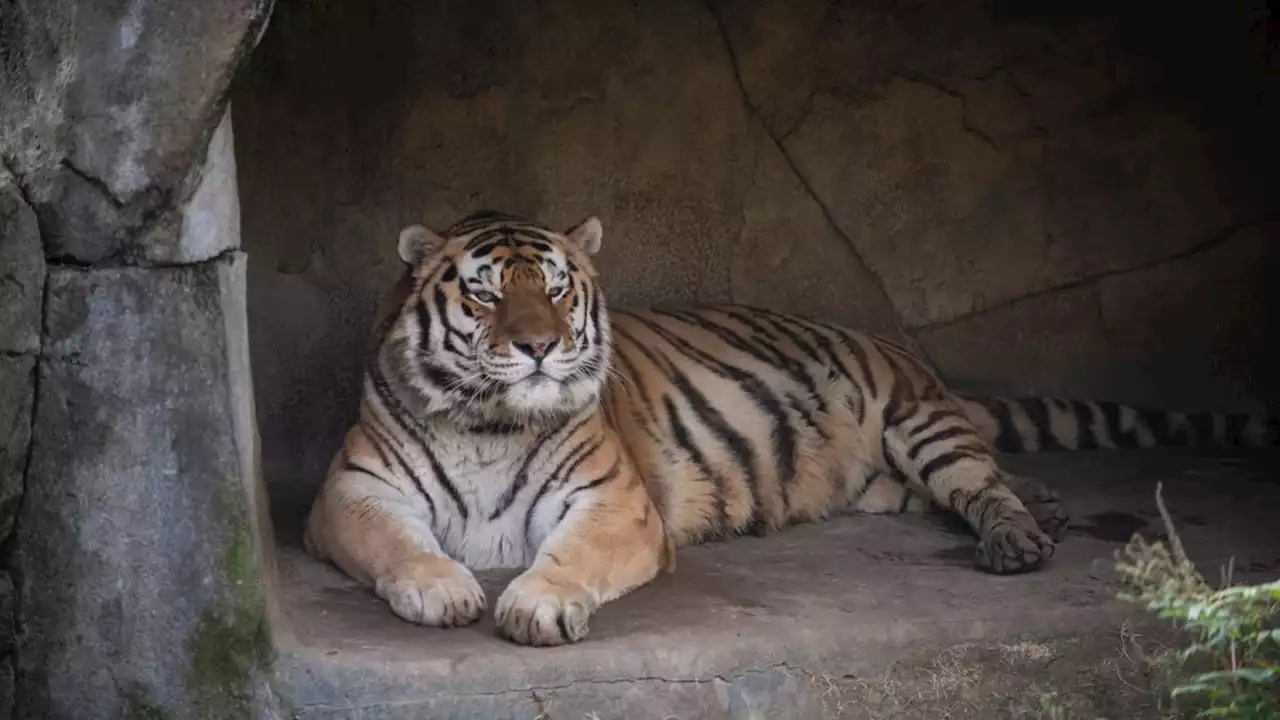 Tigre de 14 años muere tras contagiarse de COVID-19 en zoológico de Ohio