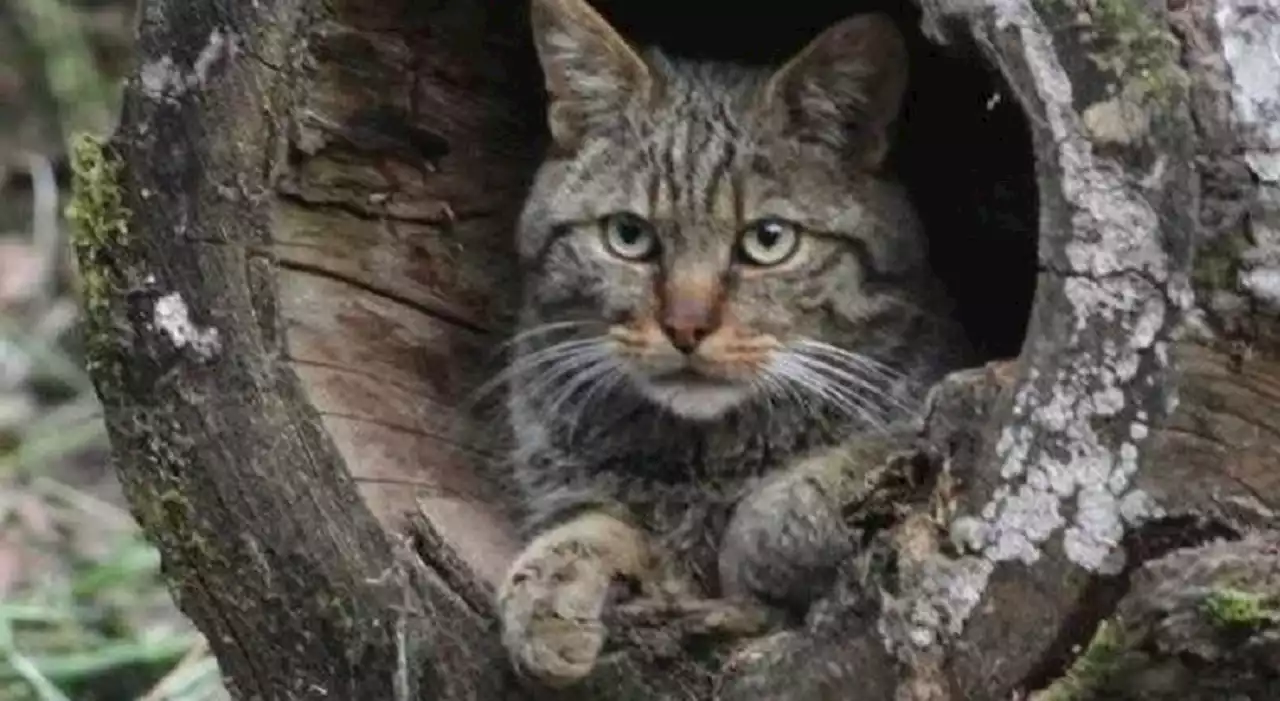 Covid trasmesso da gatto all'uomo, c'è il primo caso documentato