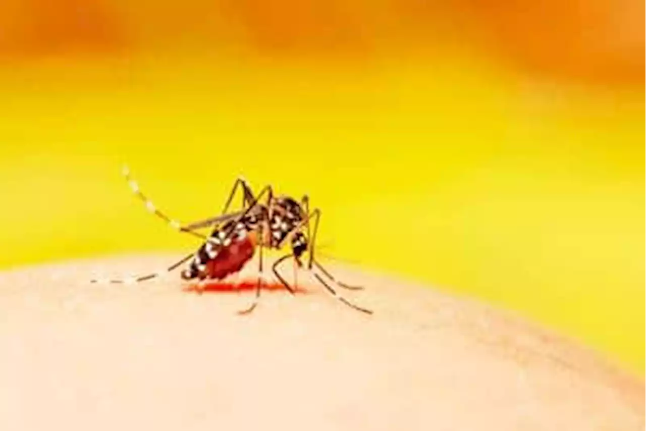 Boy, 10, is Baguio’s first dengue fatality this year