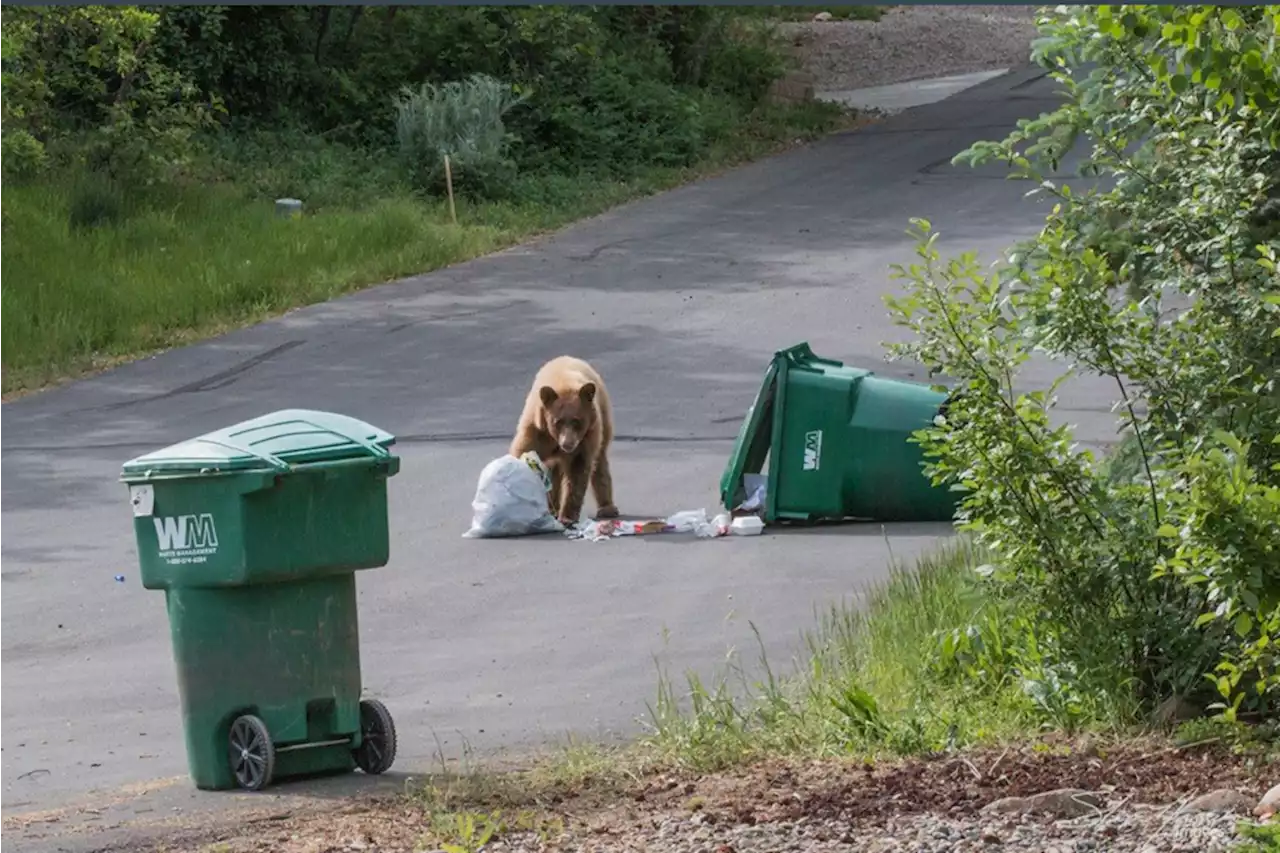 Orphaned bear cub killed after entering Colorado home in search of food