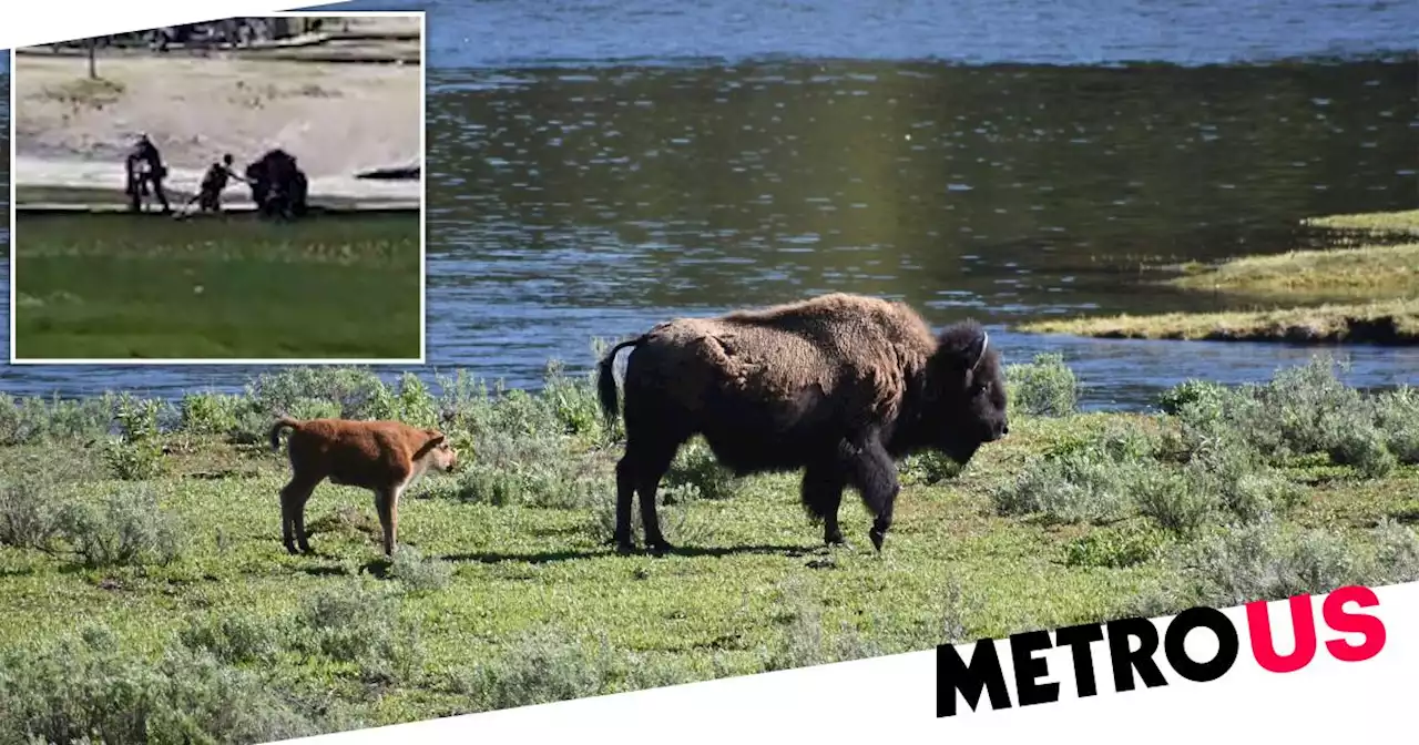 Bison gores Yellowstone visitor in second attack this week