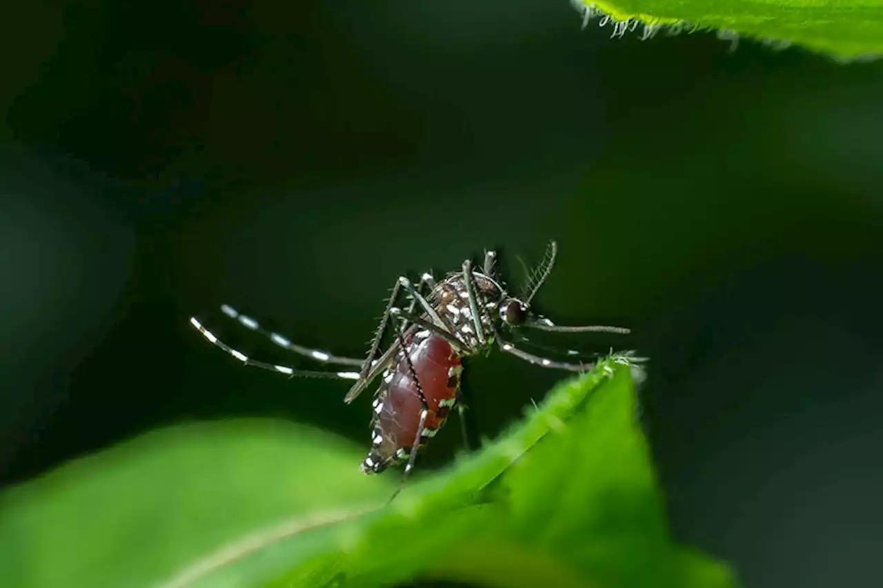 Dengue outbreak declared in BARMM