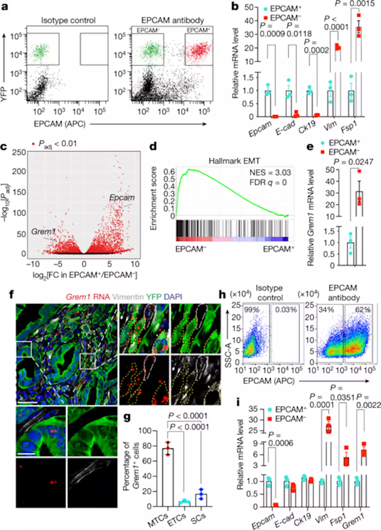 GREM1 is required to maintain cellular heterogeneity in pancreatic cancer - Nature