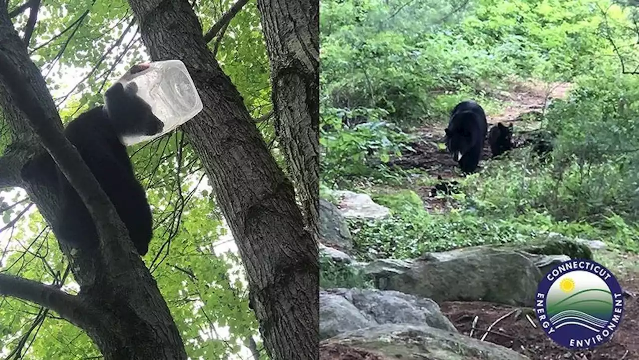 ‘Oh Brother!' Bear Cub Rescued After Getting Head Stuck in Jar