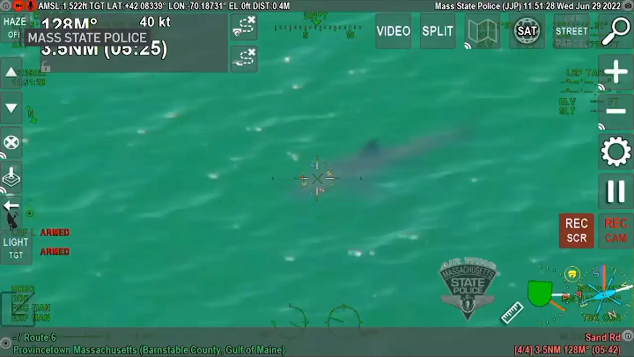 WATCH: Shark Spotted by State Police Helicopter Off Cape Cod