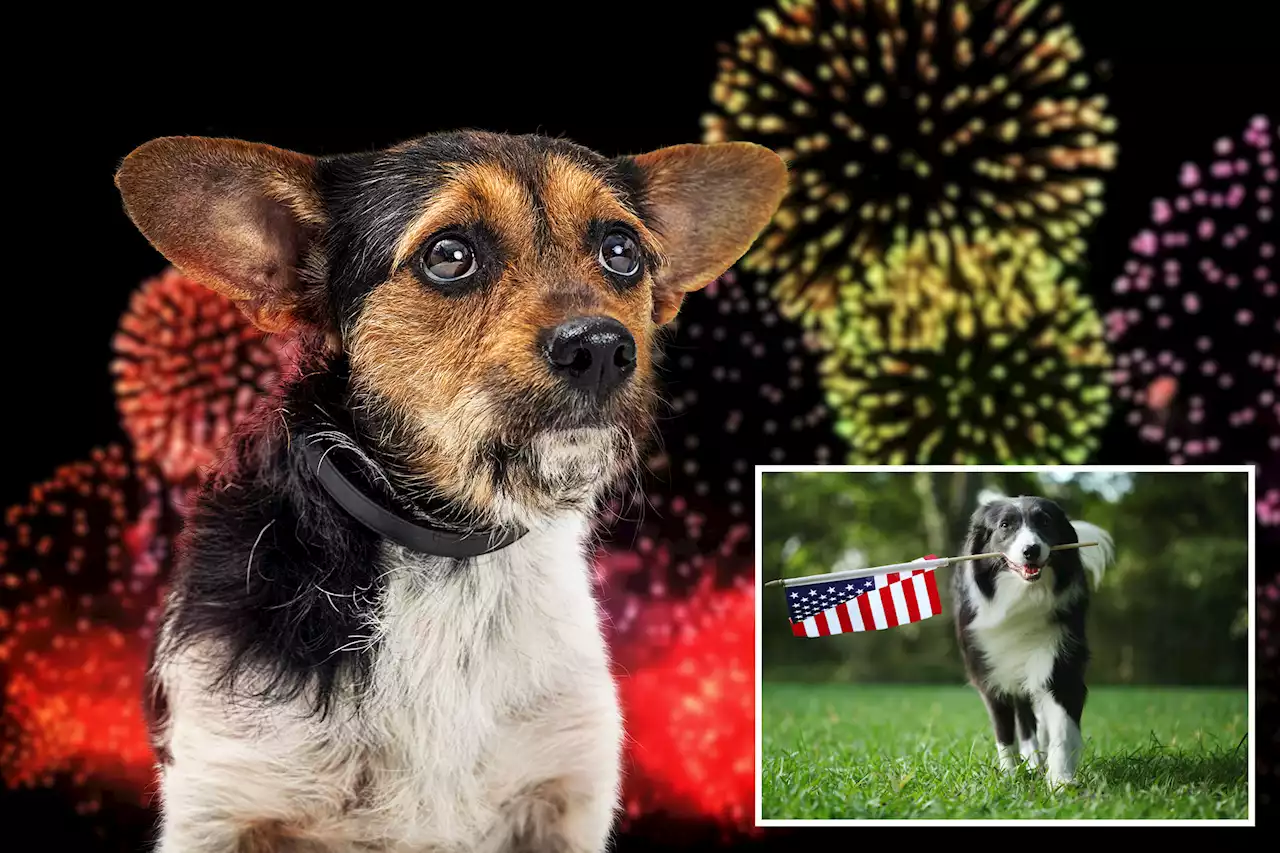 How to keep dogs feeling safe during July 4th fireworks