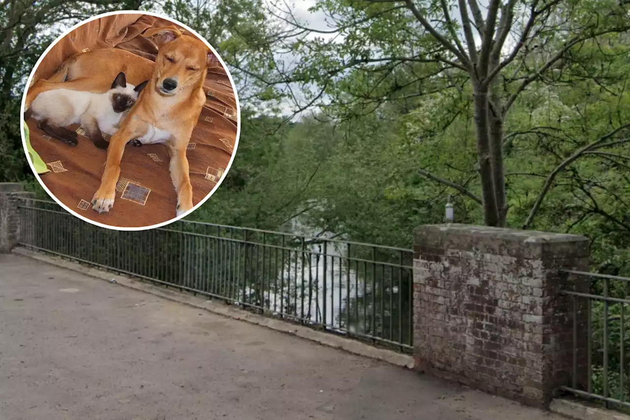 Two pets found dead in river and canal in two weeks