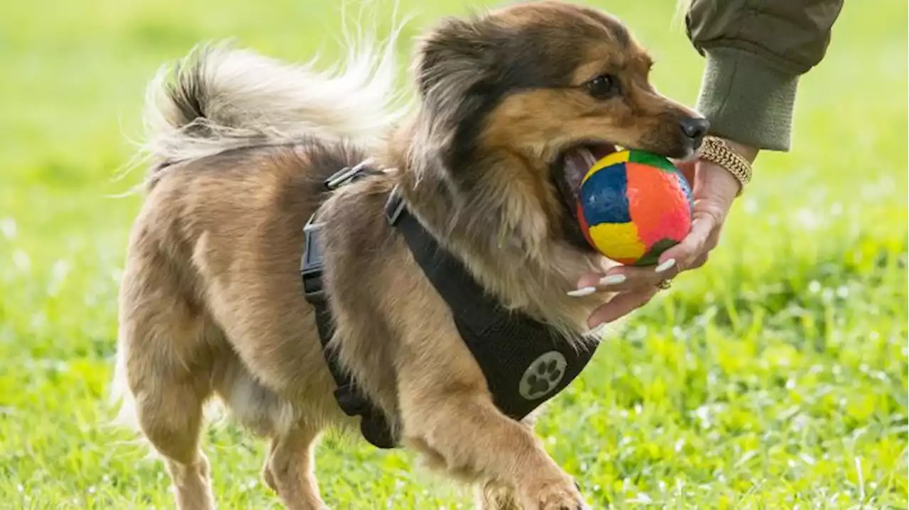 Nur jeder vierte Berliner Hund ist im Hunderegister eingetragen