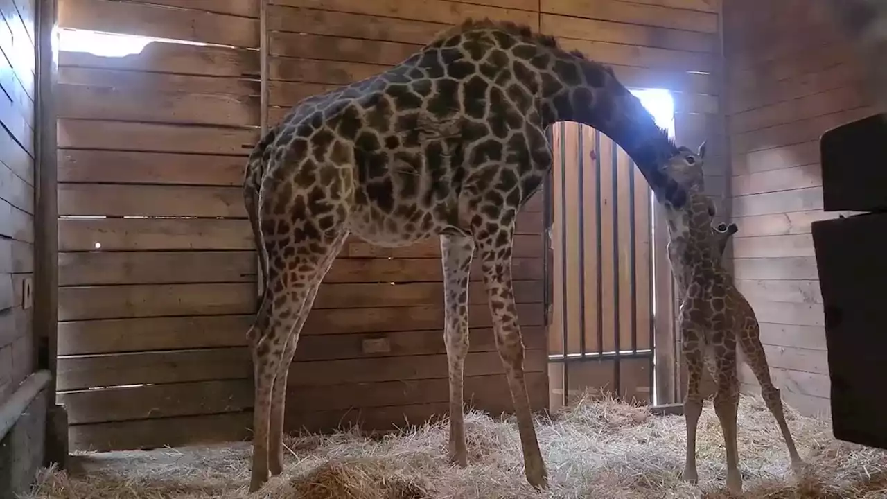 Baby giraffe born in Santiago Zoo in Chile