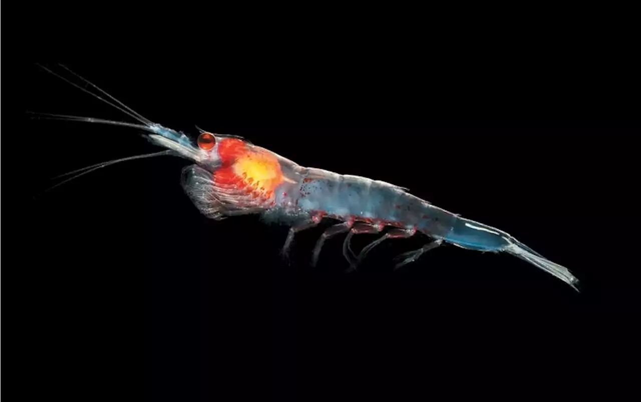 How Antarctic Krill Coordinate the Biggest Swarms in the World