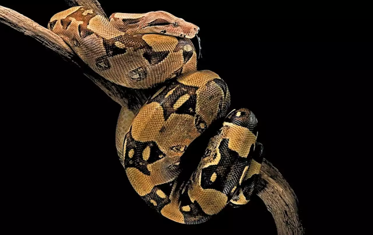 How Snakes Breathe while Crushing Prey