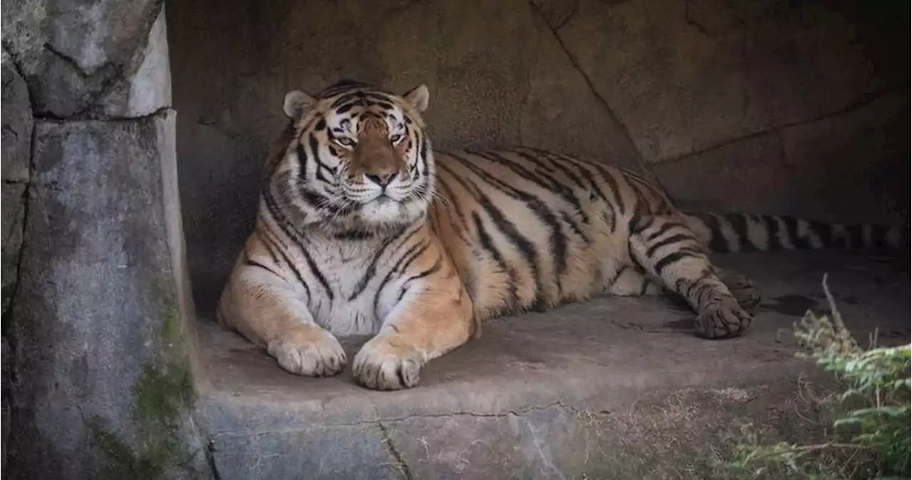 Jupiter, un tigre del zoológico de Ohio, muere después de contraer COVID-19