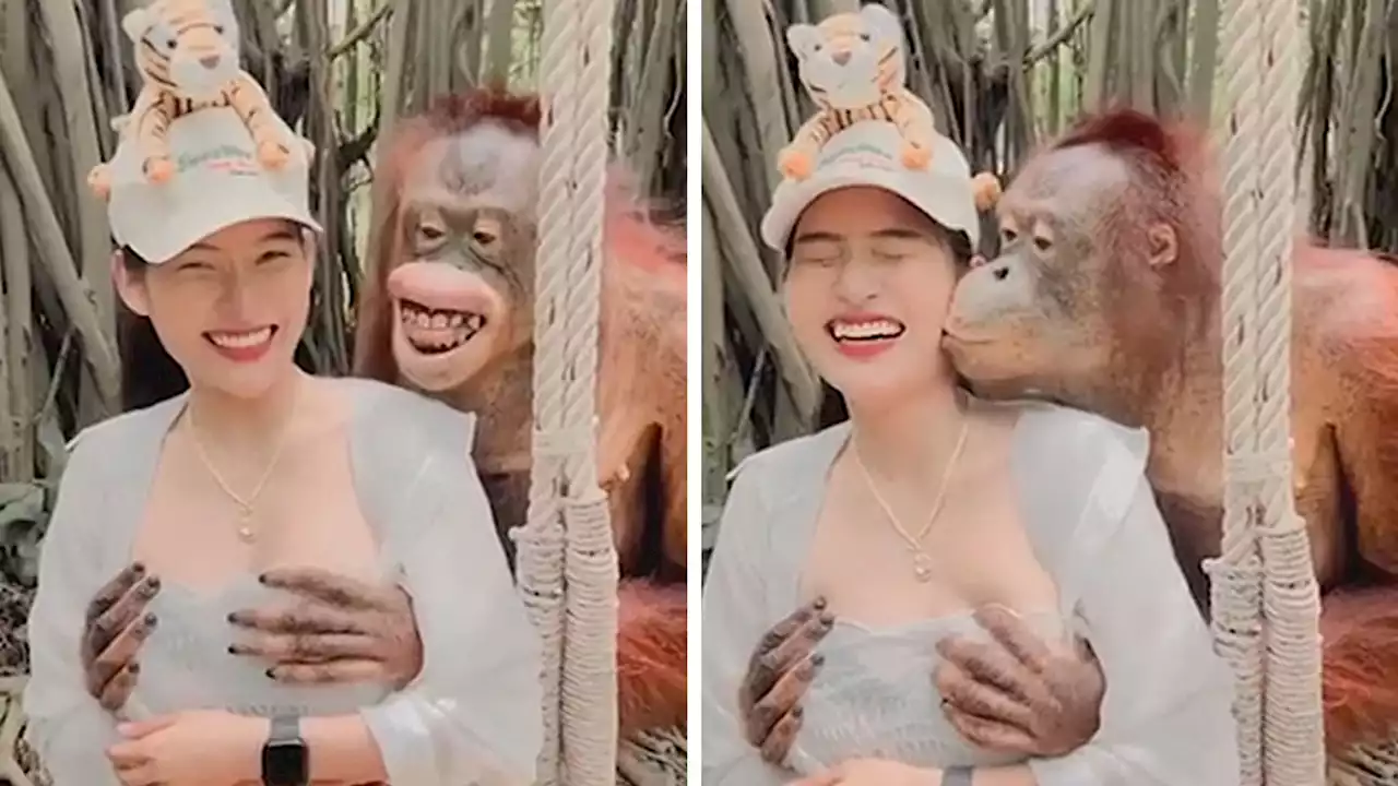 Orangutan Grabs Woman's Breasts at Zoo, Kisses Her on Video