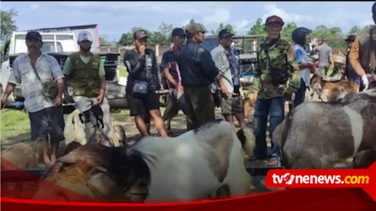 Jelang Idul Adha, Harga Kambing di Pasar Hewan Blitar Naik