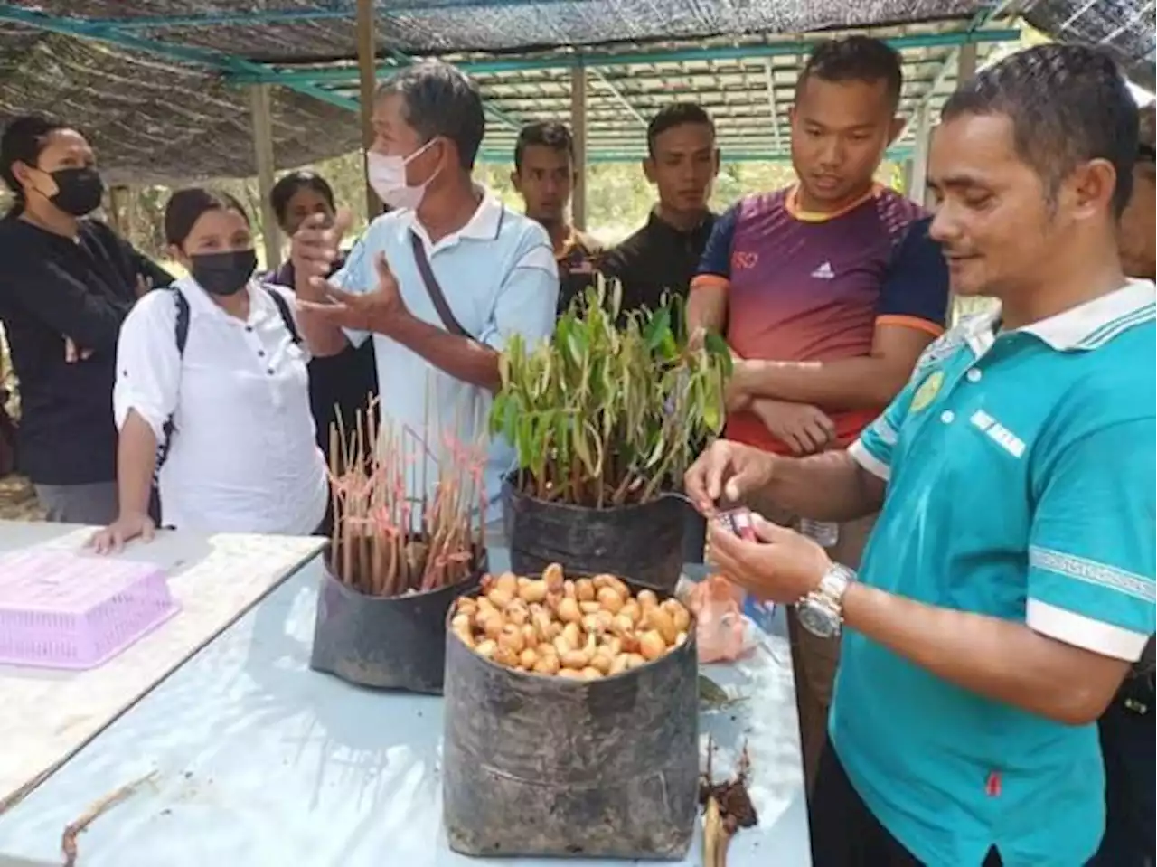 Orang Asli Pahang dilatih tanam durian, peluang tambah pendapatan