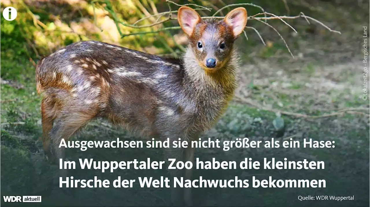 Kleinste Hirsche der Welt in Wuppertaler Zoo geboren