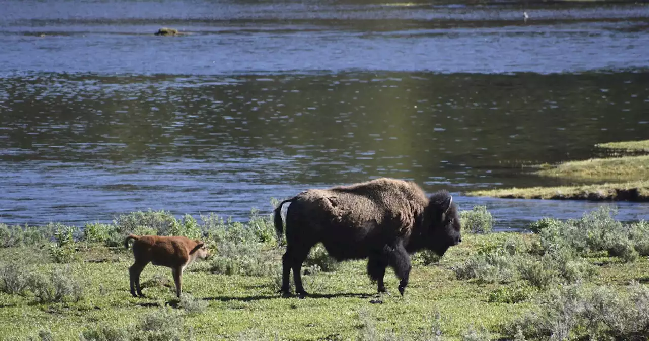 2nd visitor in 3 days gored by Yellowstone park bison