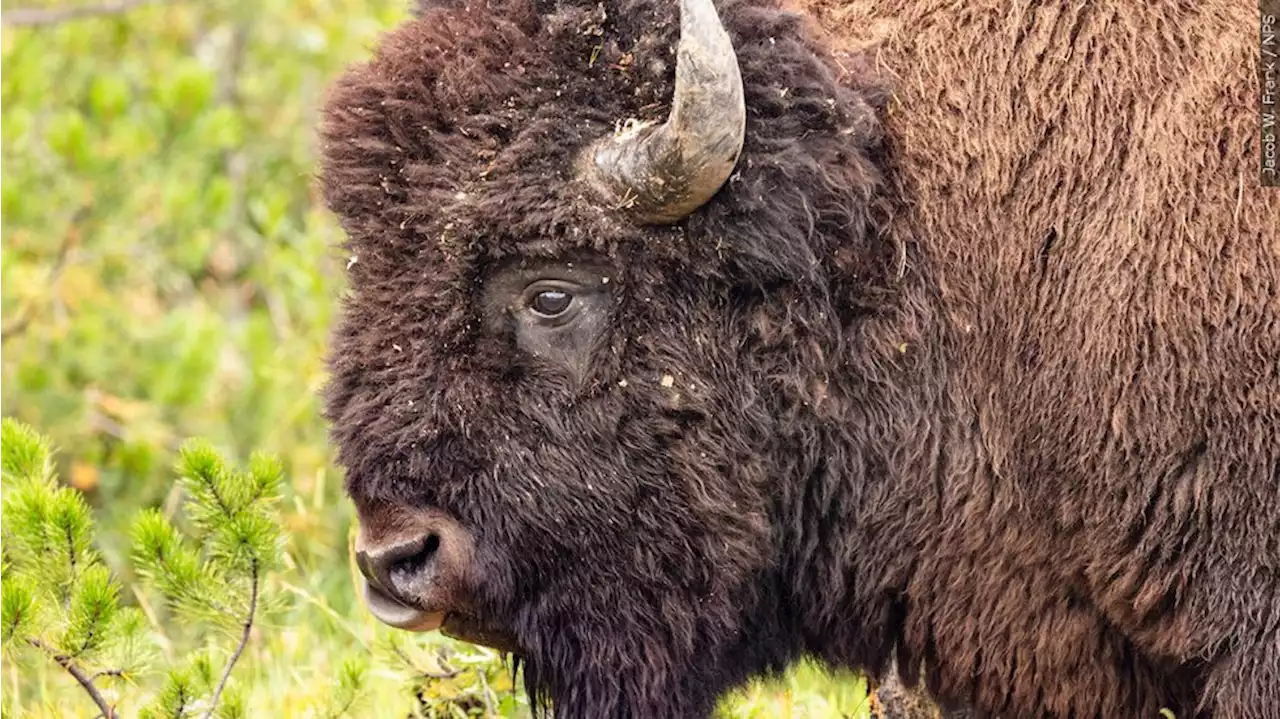 2nd visitor in 3 days gored by Yellowstone park bison