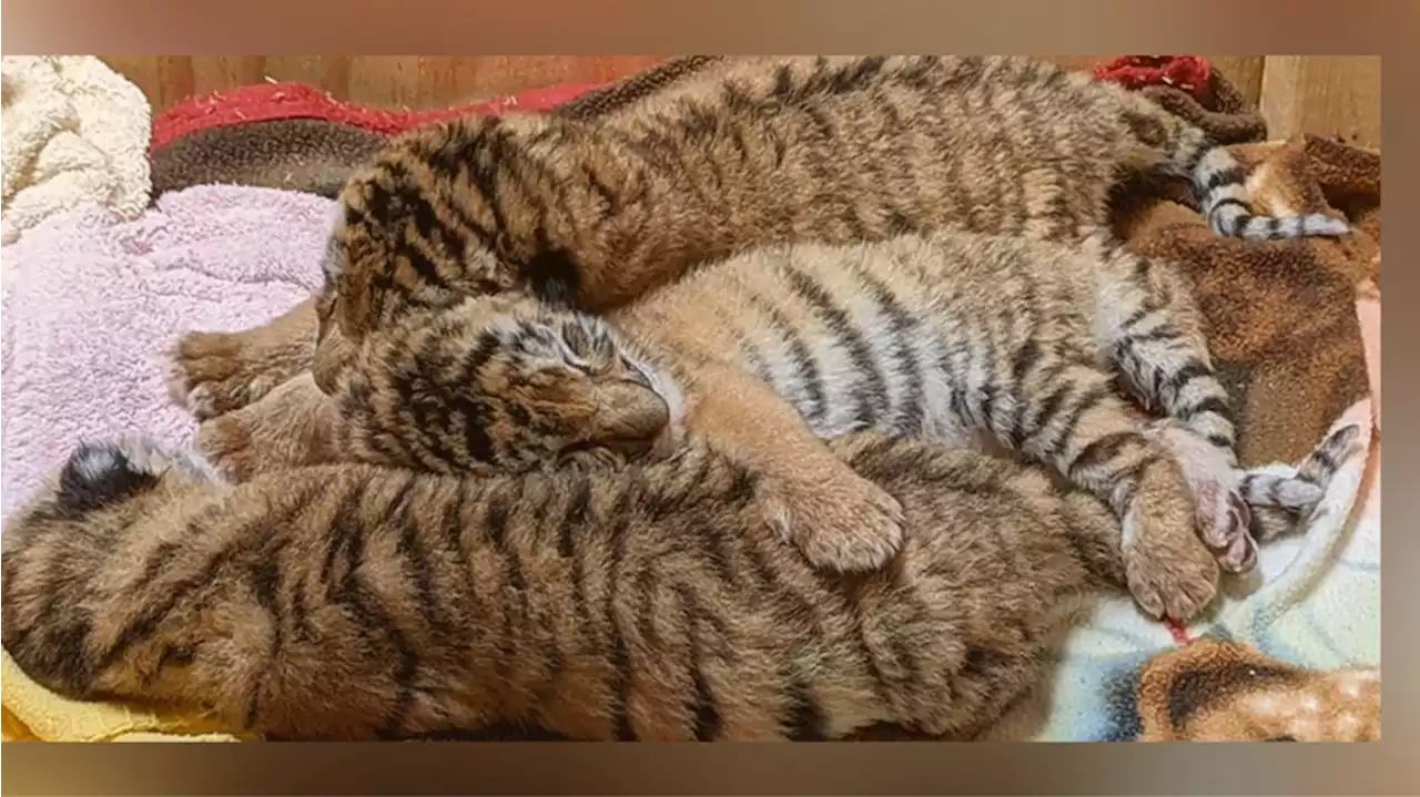 Zoo welcomes ‘extremely important’ birth of tiger cub triplets