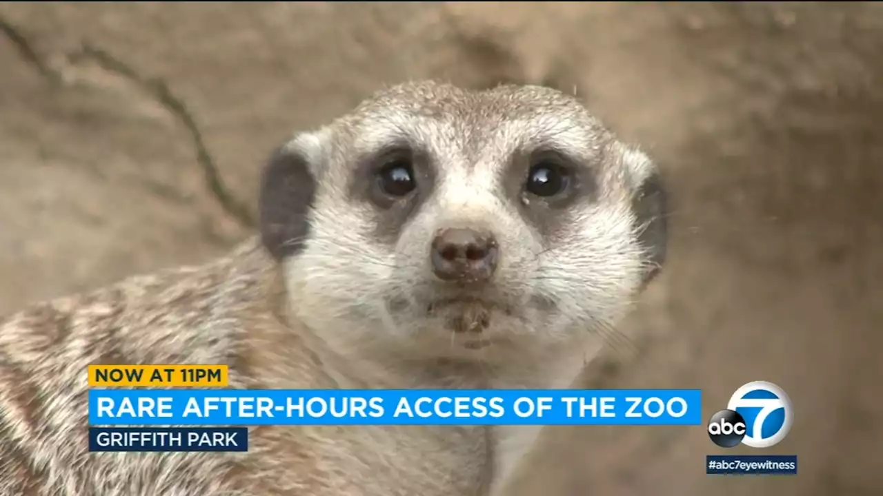 'Zoo Friday Nights' have started at the Los Angeles Zoo